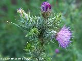 Cardo crespo - Carduus pycnocephalus. Navas de San Juan