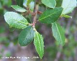 Carrasquilla - Rhamnus myrtifolius. Cazorla