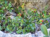 Carrasquilla - Rhamnus myrtifolius. Los Caones Jan