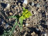 Lecheterna serrada - Euphorbia serrata. Gorafe