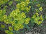 Lecheterna serrada - Euphorbia serrata. Antequera