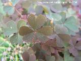 Aleluya - Oxalis corniculata. Navas de San Juan