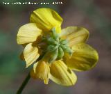 Hippocrepis fruticescens - Hippocrepis fruticescens. Segura