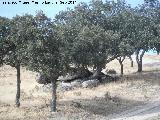 Granito. Sierra de Andjar