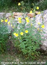 Onagra - Oenothera biennis. Segura