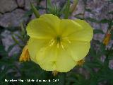 Onagra - Oenothera biennis. Segura