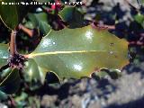 Acebo - Ilex aquifolium. Jan