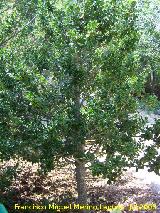 Acebo - Ilex aquifolium. Cazorla