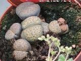 Piedras Vivas - Lithops sp.. Invernadero en Jan