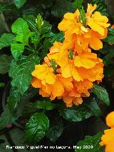 Crossandra - Crossandra sp.. Ja�n