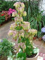 Hoja del Aire - Kalanchoe pinnata. Patio de Crdoba