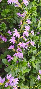 Flor de Abanico - Scaevola aemula. Ja�n