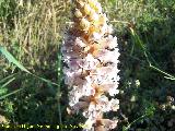 Esprrago de loba - Orobanche crenata. Navas de San Juan