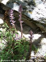 Esprrago de loba - Orobanche crenata. Los Caones. Jan