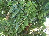 Omb - Phytolacca dioica. Parque de la Fuensanta - Alcaudete