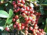 Espino de fuego - Pyracantha coccinea. Benalmdena