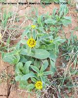 Ojo de buey - Pallenis spinosa. Navas de San Juan