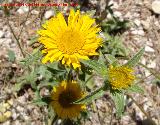 Ojo de buey - Pallenis spinosa. Mirador Platero - Jamilena