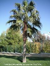 Palmera mexicana - Washingtonia robusta. Ciudad de los Nios - Jan