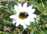 Escarabajo toto del sol - Heliotaurus ruficollis. Canjorro-Jan