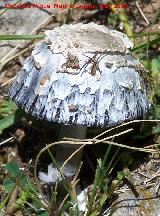 Barbuda - Coprinus comatus. Otiar - Jan