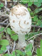 Barbuda - Coprinus comatus. Zagrilla Baja - Priego de Crdoba