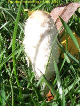 Barbuda - Coprinus comatus. 