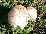 Barbuda - Coprinus comatus. 