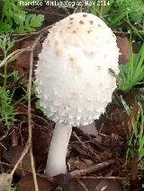 Barbuda - Coprinus comatus. 