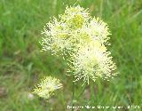 Ruibarbo de los pobres - Thalictrum speciosissimum. Segura