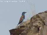 Pjaro Carraca - Coracias garrulus. Espantapalomas - Jan