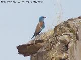 Pjaro Carraca - Coracias garrulus. Espantapalomas - Jan