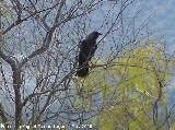 Pjaro Cuervo - Corvus corax. Espantapalomas - Jan