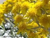 Cineraria gris - Senecio cineraria. Los Villares