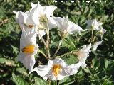 Patata - Solanum tuberosum. Flores. Huertas de los Charcones - Navas de San Juan