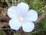 Lino azul - Linum narbonense. Santa Ana - Torredelcampo