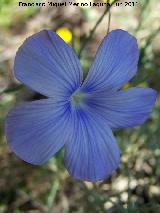 Lino azul - Linum narbonense. La Hoya - Jan