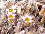 Mucizonia - Mucizonia hispida. Santa Ana - Torredelcampo