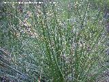 Junco holoschoenus - Juncus holoschoenus. Segura