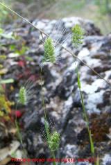 Cynosurus elegans - Cynosurus elegans. Cerro Veleta - Jan