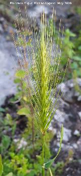 Espiguilla