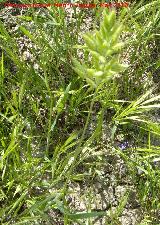 Espiguilla de burro - Bromus hordaceus. Hojas basales. Jan