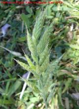 Espiguilla de burro - Bromus hordaceus. Jan