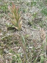 Espiguilla de burro - Bromus hordaceus. Fuente de la Pea - Jan