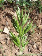 Espiguilla de burro - Bromus hordaceus. El Paso - Navas de San Juan