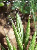 Espiguilla de burro - Bromus hordaceus. El Paso - Navas de San Juan