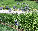 Agapanto - Agapanthus africanus. Benalmdena