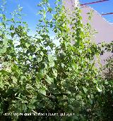 Celinda - Philadelphus coronarius. Navas de San Juan