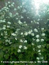 Celinda - Philadelphus coronarius. Navas de San Juan