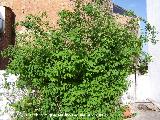 Celinda - Philadelphus coronarius. Navas de San Juan